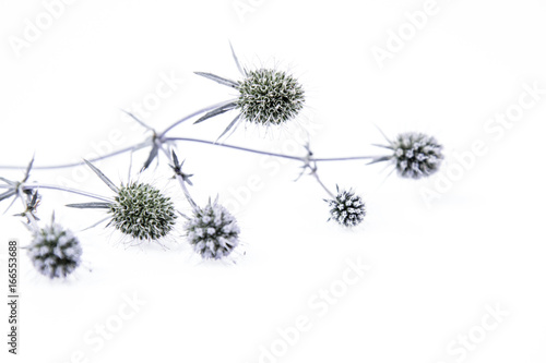 Eryngium plant  amethyst sea holly  on a white background
