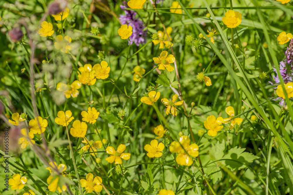 meadow with paigle (buttercup) meadow with paigle (buttercup)