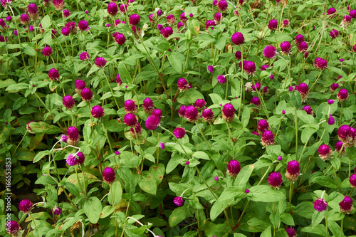 Globe amaranth