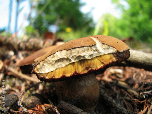 Boletus photo