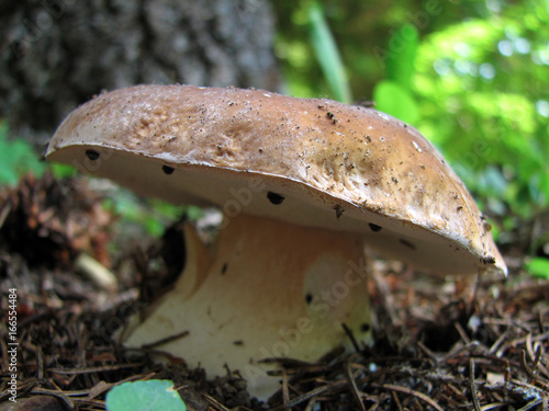 Boletus photo