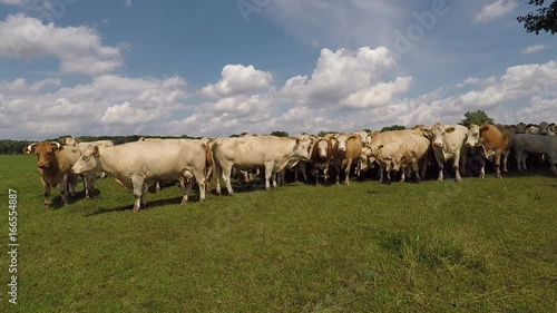 Wallpaper Mural cows in a herd on a green pasture with cloudy blue sky in the summer Torontodigital.ca