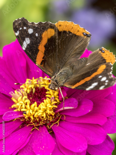 Painted Lady butterfly photo