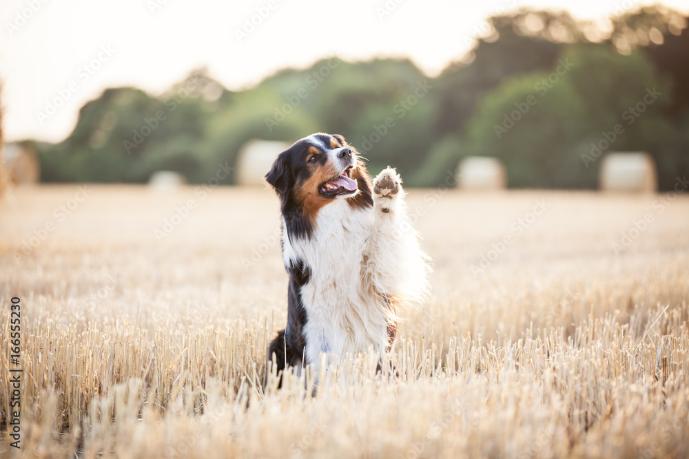Hund Australian Shepherd hebt die Pfote hoch zum Winken Stock Photo | Adobe  Stock