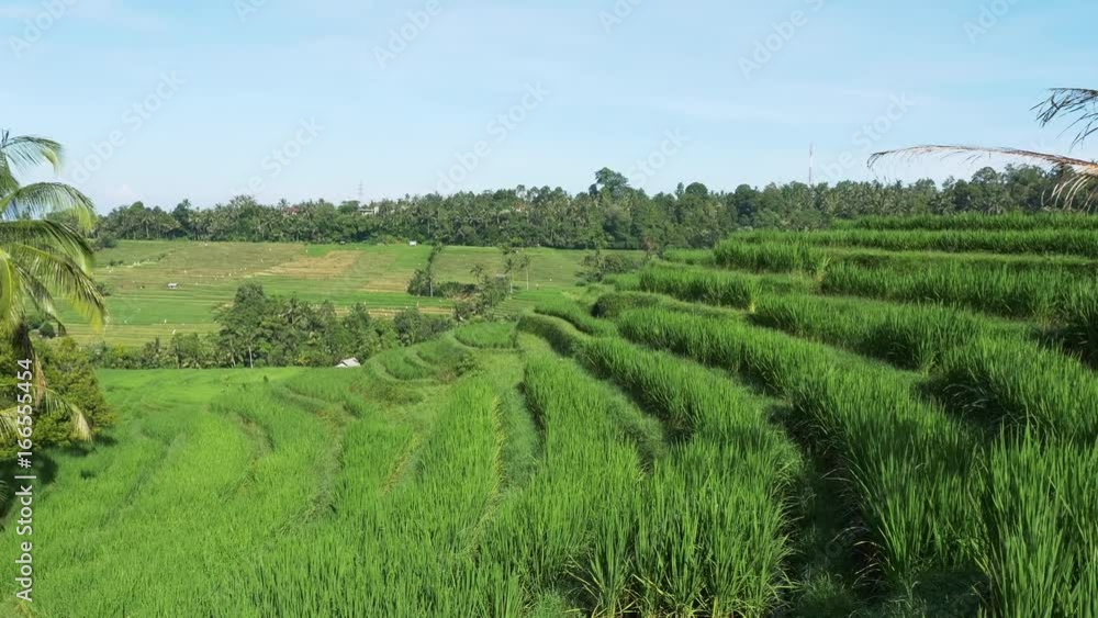 Pan left, scenic rice fields in Indonesia Pan left, scenic rice fields in Indonesia