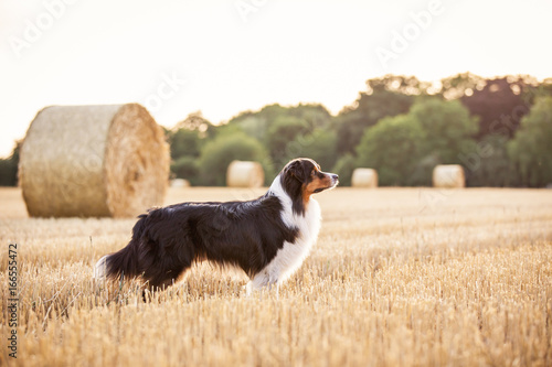 Hund Australian Shepherd im Feld beim Sonnenuntergang mit Strohballen und Wald im Hintergrund