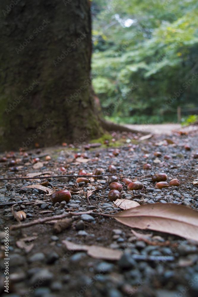 どんぐりの散る秋の森 どんぐりの散る秋の森