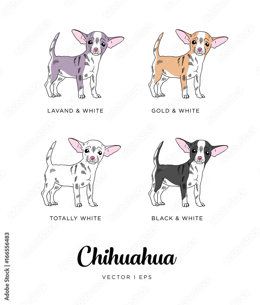 Vector editable colorful image depicting a cute chihuahua puppy dog. Isolated on a white background. A set of four colors chihuahua dog types. 