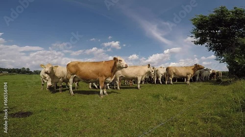Wallpaper Mural cows in a herd on a green pasture with cloudy blue sky in the summer Torontodigital.ca