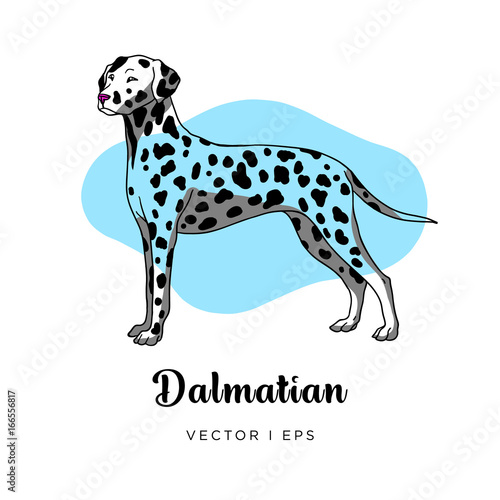 Vector editable colorful image depicting a cute dalmatian  dog. Isolated on a white background.