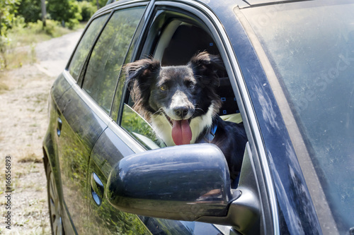 Fototapeta Naklejka Na Ścianę i Meble -  A happy border collie Looking Out Of Car Window
