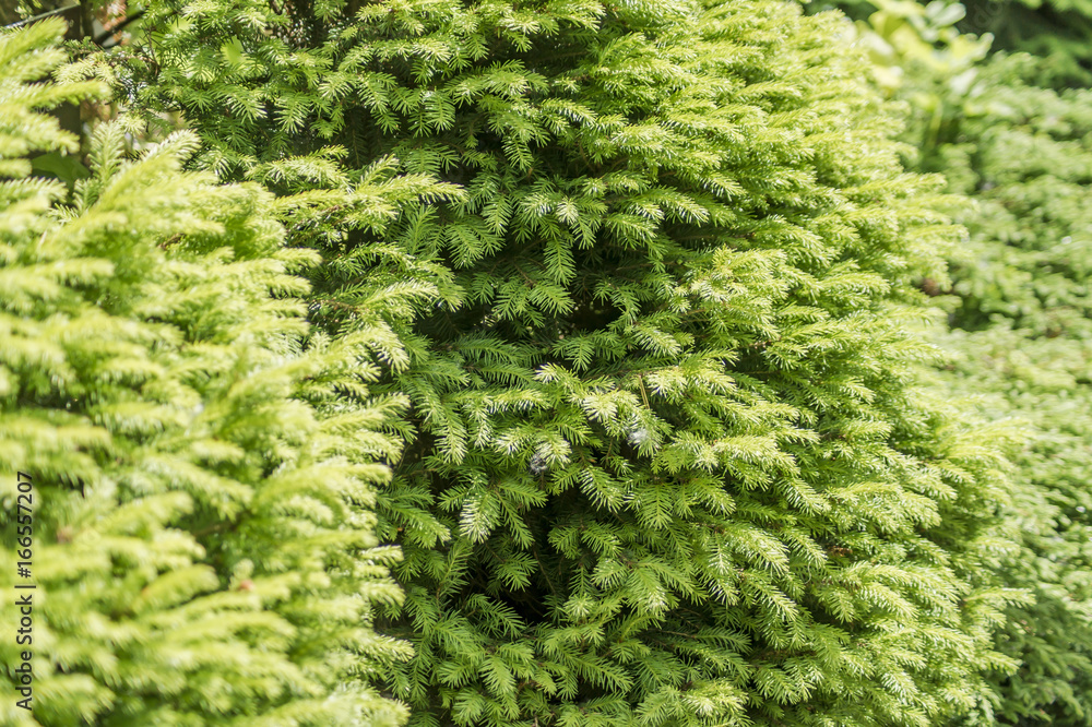 spruce tree background spruce tree background