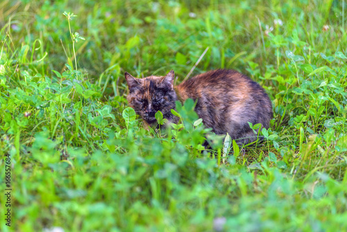 Cat is sleeping in the grass