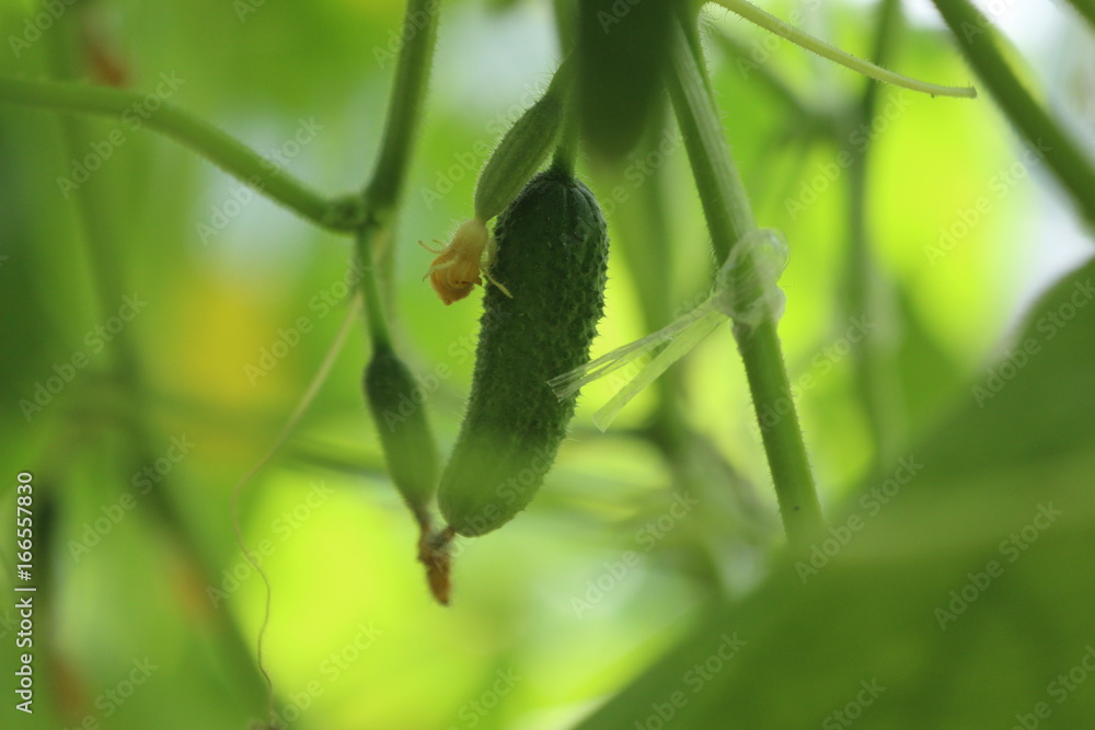 Growing cucumbers in a Greenhouse.
Growing cucumbers in a Greenhouse.