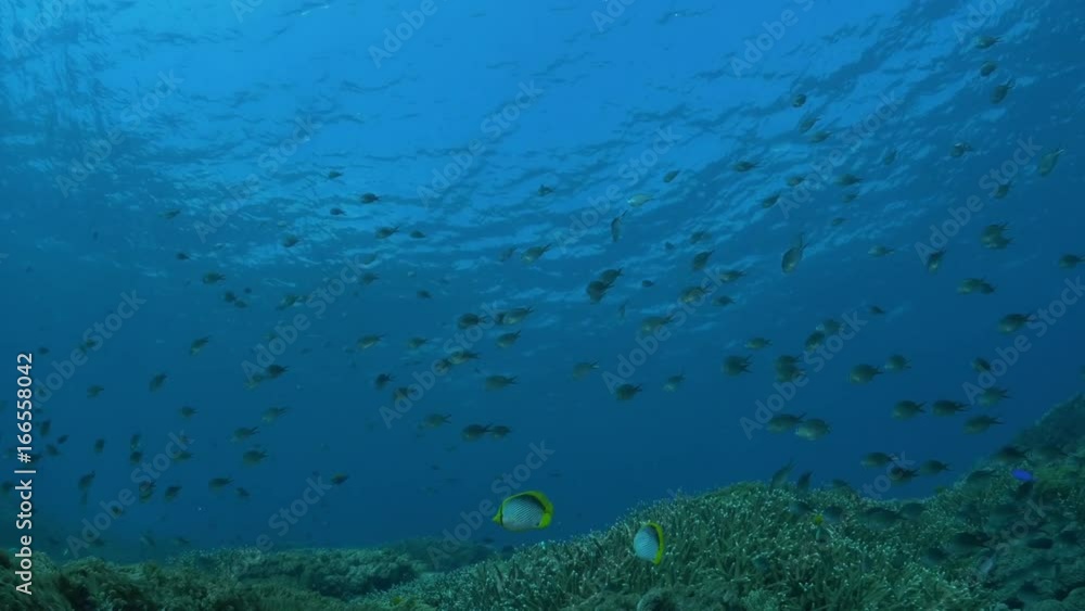 Group of fish swim at bottom of ocean, deep sea POV Group of fish swim at bottom of ocean, deep sea POV