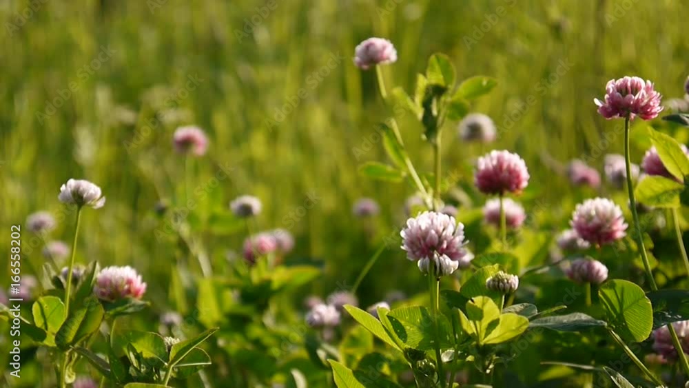 Clover blossom in a field in summer. Trifolium medium. Clover blossom in a field in summer. Trifolium medium.