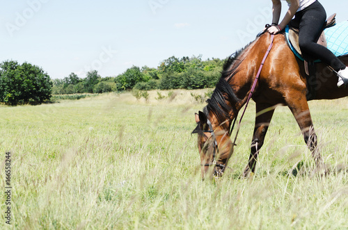 horse grazinng grass
