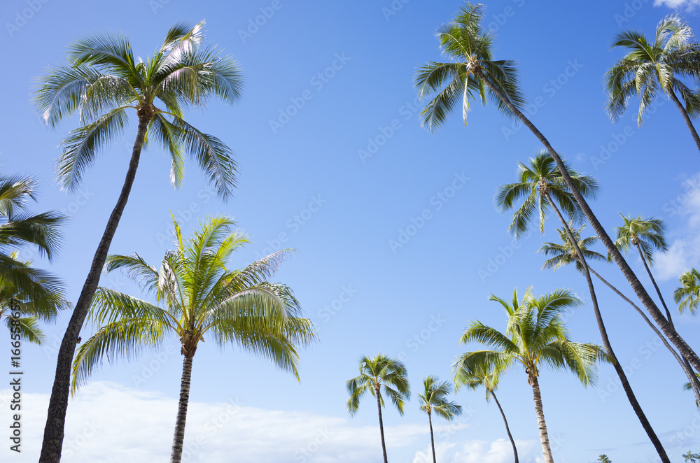 ハワイ　ヤシの木と青空