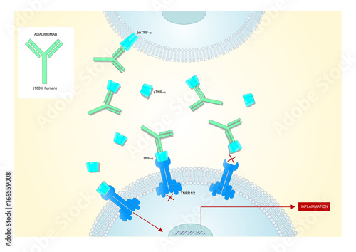 mechanism of action of adalimumab, a monoclonal human antibody used to treat some autoimmune diseases.