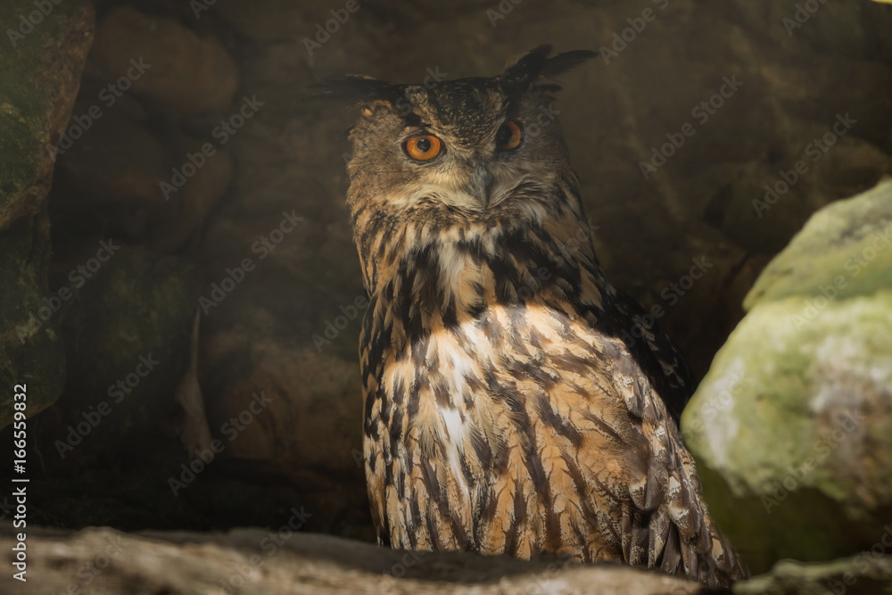 Fototapeta premium A Uhu in the rock which is observed