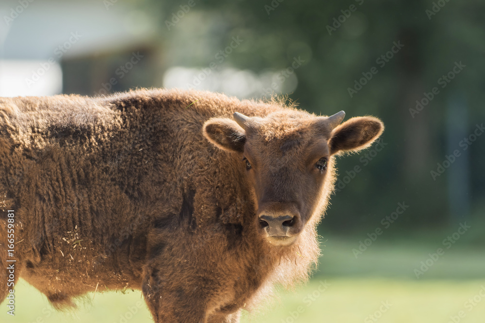 Obraz premium A wisent out in the meadow