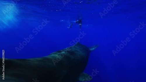 Sperm Whale swims close up