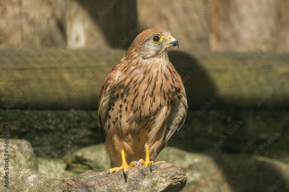 A tower falcon sits on a stone