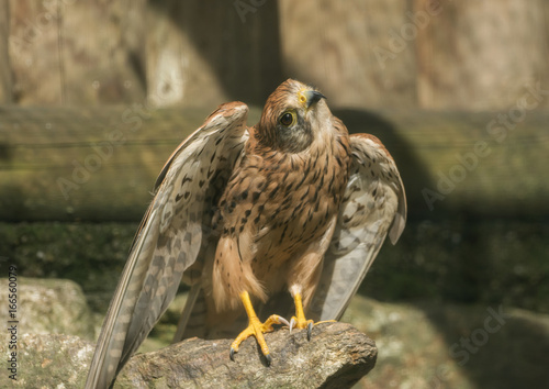 A tower falcon sits on a stone