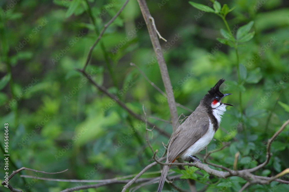 The red-whiskered bulbul (Pycnonotus jocosus) or crested bulbul The red-whiskered bulbul (Pycnonotus jocosus) or crested bulbul