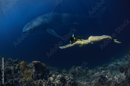 Freediver snorkeling in blue water of deep ocean near coral reef meeting great white shark underwater against dark blue background