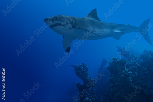 Shark in deep water