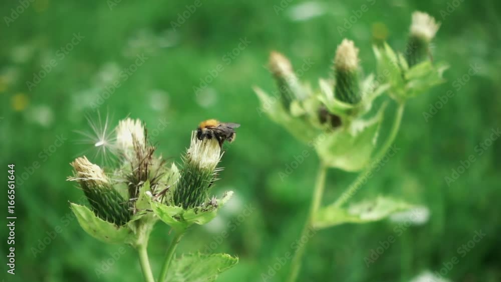 Bee on flower, slow motion