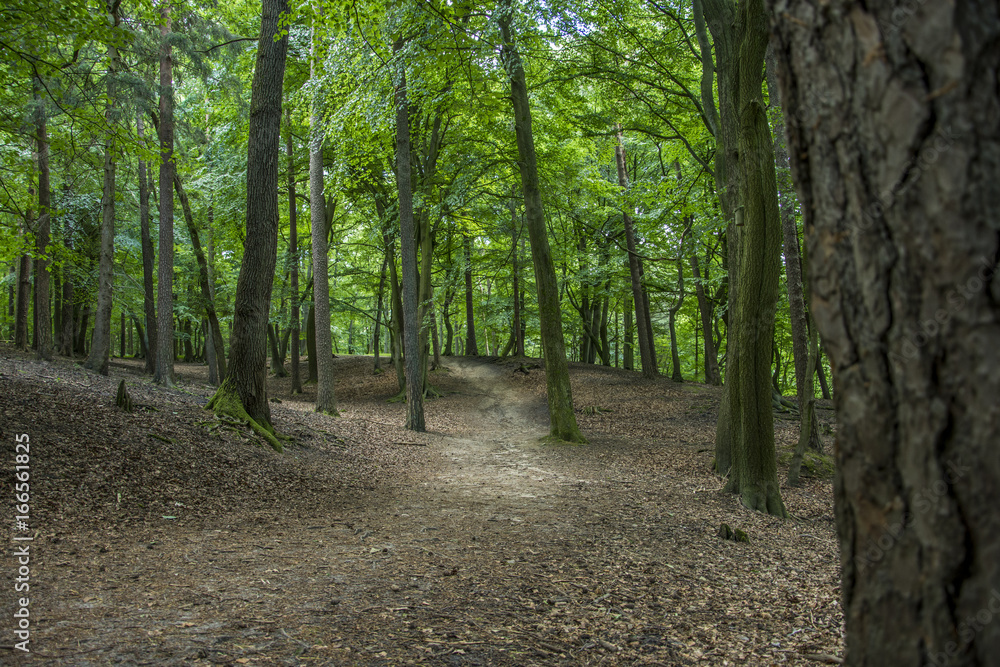Path in green forest - Forest trail