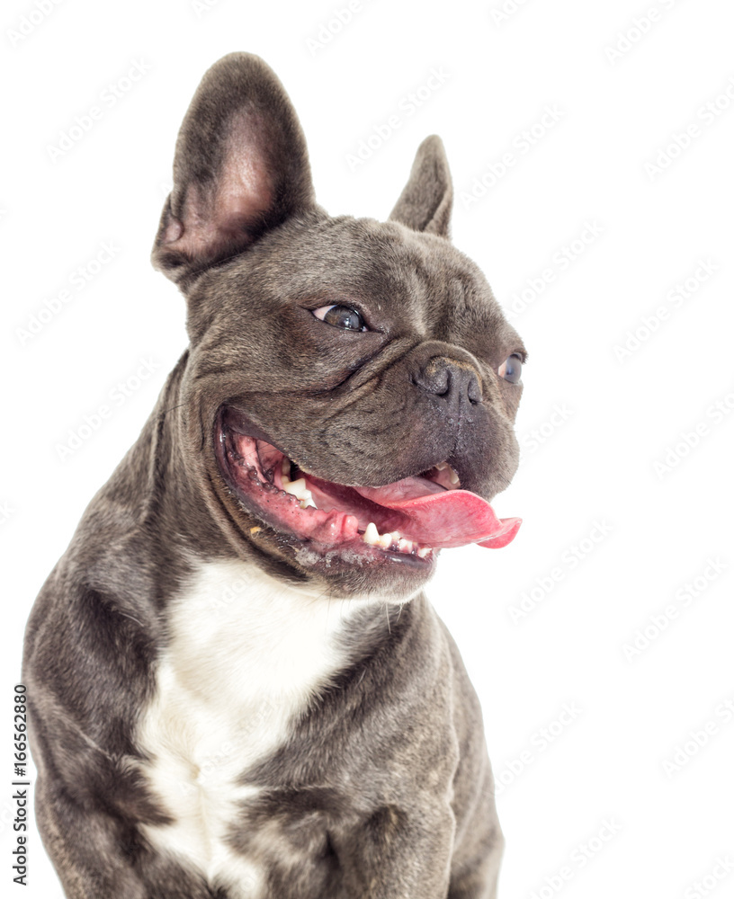 Portrait of a French bulldog dog looking