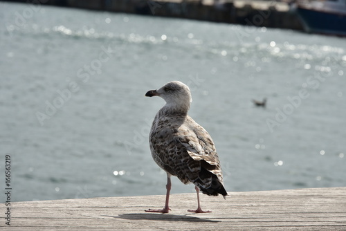 gabbiano nel porto di Barcellona