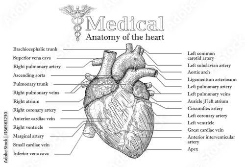 Anatomical Human heart hand drawn poster with inscription  of vein arteria, aorta. Medicine educational Vector illustration. Body organ high detailed. Medical study info graphic banner