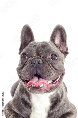 Portrait of a French bulldog dog looking