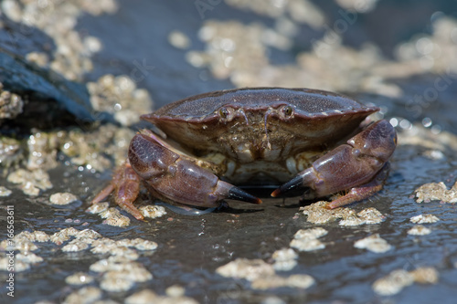 Brown Crab (Cancer pagurus)/Brown Crab on a barnacle covered rock