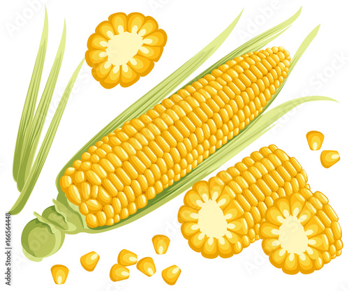 Yellow corn on the cobs, male inflorescence and leaves isolated vector illustration of sweet golden corn. Bunch of Corn. summer farm design elements Web site page and mobile app design