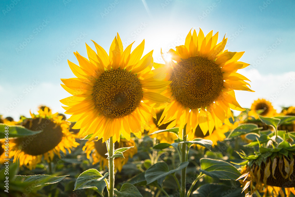 Fototapeta premium Sunflowers in the field. Agricultural background.