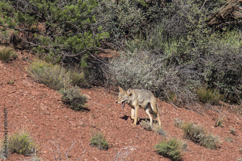 Sedona Coyote