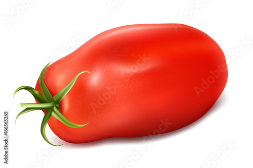 Tomato San Marzano. Vector illustration.