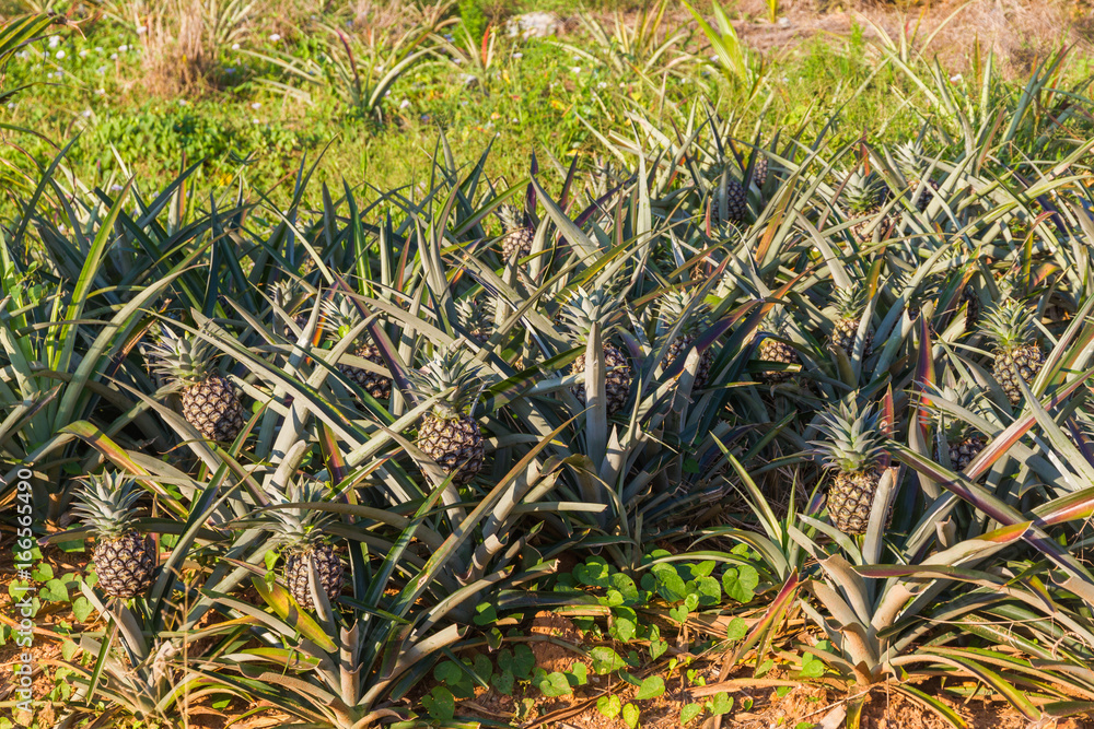 Pineapples field