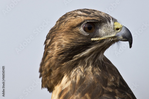 Wallpaper Mural Hawk Closeup Torontodigital.ca