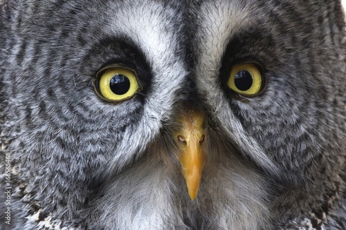 Owl Eyes © Alice