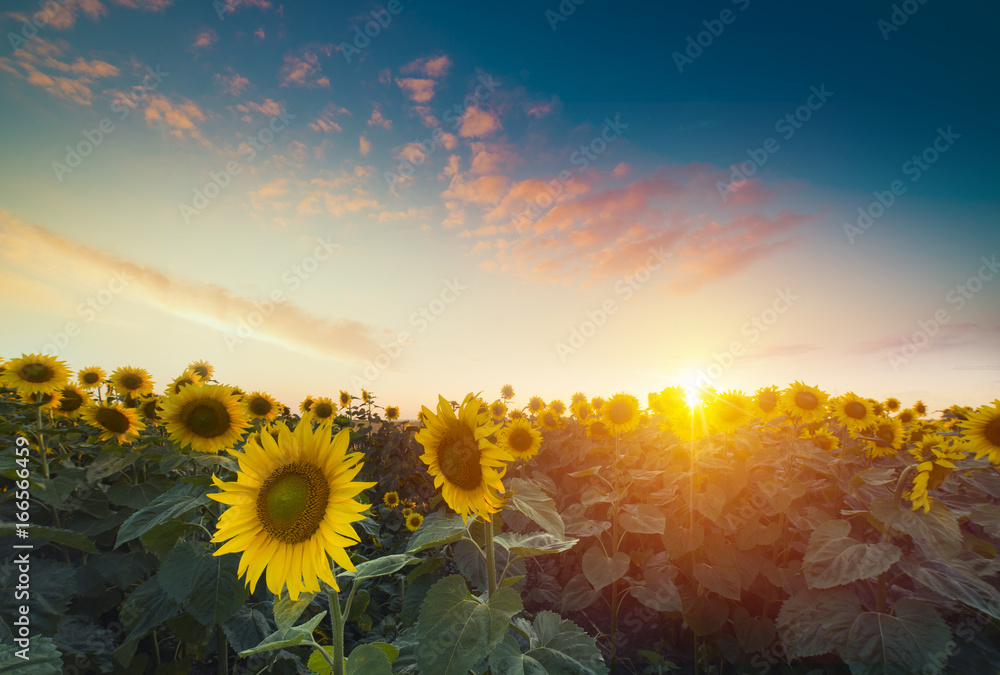 Sunflowers, JAPAN. Field of blooming sunflowers on a background blue sky. - obrazy, fototapety, plakaty 