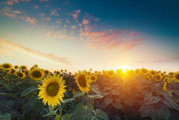 Sunflowers, JAPAN. Field of blooming sunflowers on a background blue sky.
