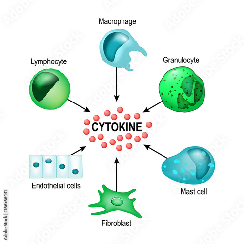 Cytokine. Vector concept