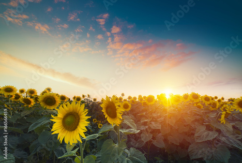 Sunflowers, JAPAN. Field of blooming sunflowers on a background blue sky. photo