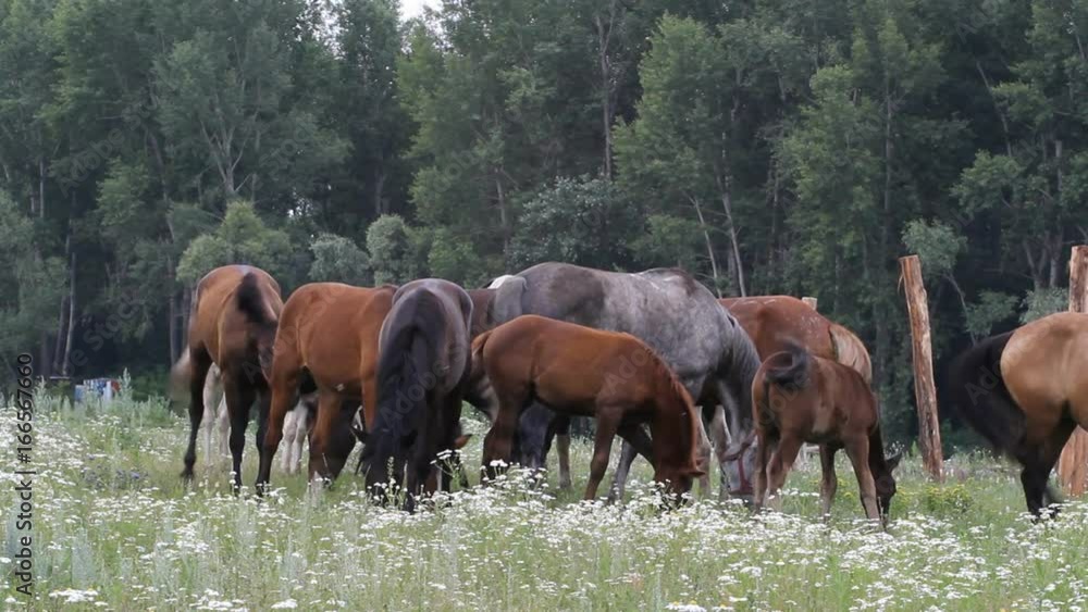 Herd of horses is eating grass on pasture Herd of horses is eating grass on pasture